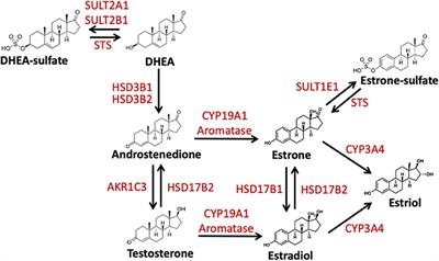 Estrogen Formation and Inactivation Following TBI: What we Know and Where we Could go